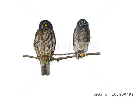 木の枝にとまるアオバズクの親子の切り抜き画像 102800492