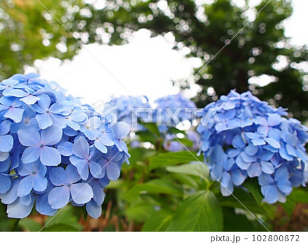 青いアジサイの花 102800872