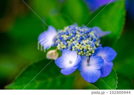 【梅雨素材】紫陽花の花【長野県】 【梅雨素材】紫陽花の花【長野県】 102800944