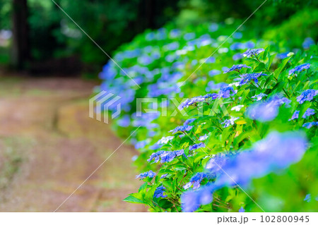 【梅雨素材】紫陽花の花【長野県】 【梅雨素材】紫陽花の花【長野県】 102800945