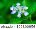 【梅雨素材】紫陽花の花【長野県】 102800956