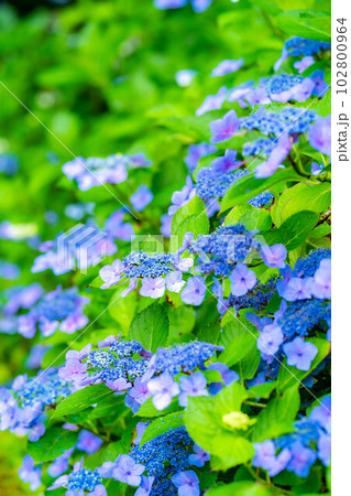 【梅雨素材】紫陽花の花【長野県】 【梅雨素材】紫陽花の花【長野県】 102800964