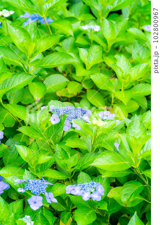 【梅雨素材】紫陽花の花【長野県】 【梅雨素材】紫陽花の花【長野県】 102800967