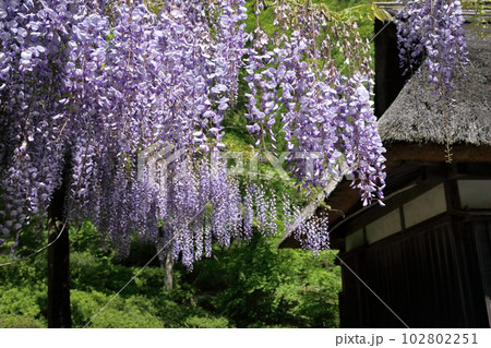 古くから愛される藤 102802251
