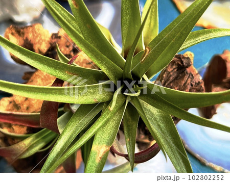 airplant closeup view 102802252