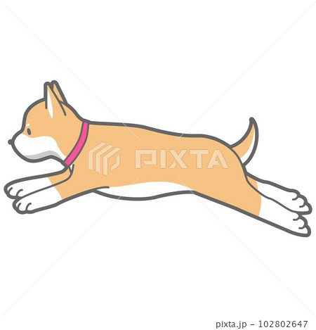 ジャンプする柴犬のベクターイラスト 102802647