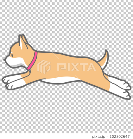 ジャンプする柴犬のベクターイラスト 102802647