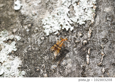 ヒメウマノオバチ 102803208