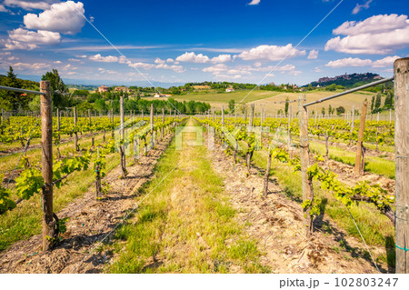 Vinneyard in Tuscany at spring 102803247