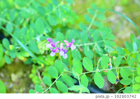 ハマエンドウの花 ハマエンドウの花 102803742