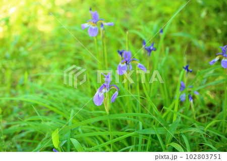 アヤメの花 アヤメの花 102803751