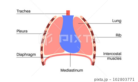 Mediastinum infographic poster 102803771