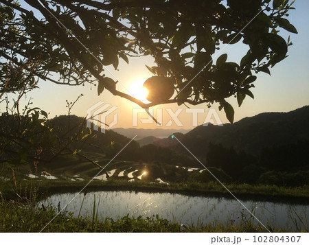 晩春朝の大山千枚田、朝日に輝く田の水面。 102804307