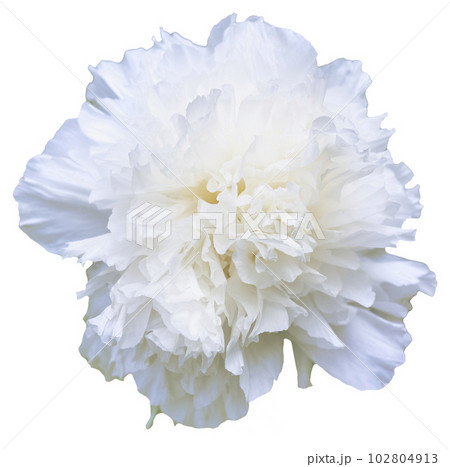 A blooming peony flower with white petals in color. Isolated. 102804913
