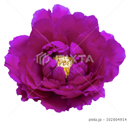 A blooming peony flower with pink and magenta petal color. Isolated. 102804914