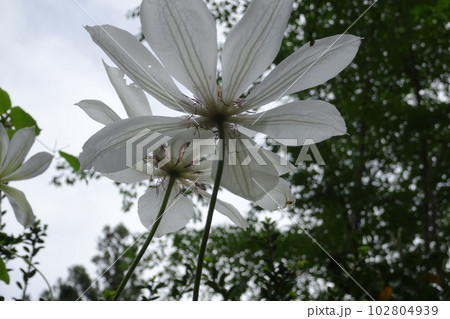 キンポウゲ科カザグルマの開花 キンポウゲ科カザグルマの開花 102804939