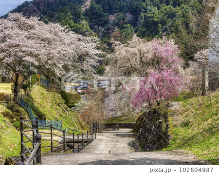 桜が満開に咲く室生の里山 102804987