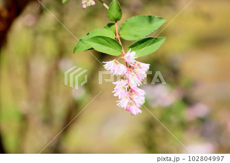 サラサウツギの花 サラサウツギの花 102804997