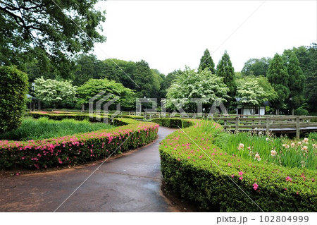 新緑の落ち着く散策 小雨の公園 新緑の落ち着く散策 小雨の公園 102804999