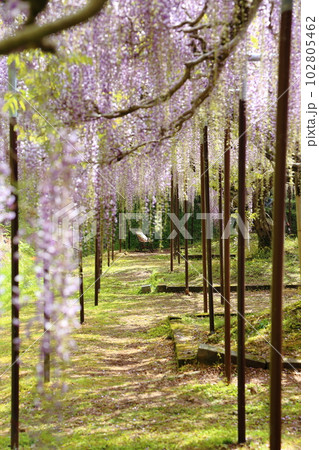 白毫寺（びゃくごうじ）の九尺藤【兵庫県丹波市市島町白毫寺】 102805462