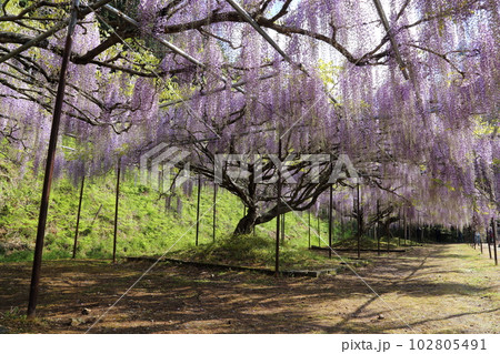 白毫寺（びゃくごうじ）の九尺藤【兵庫県丹波市市島町白毫寺】 102805491