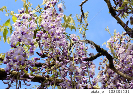 白毫寺（びゃくごうじ）の九尺藤【兵庫県丹波市市島町白毫寺】 102805531