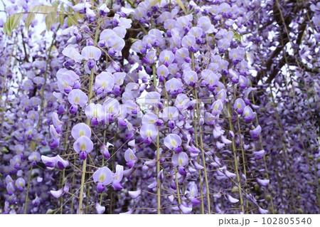 白毫寺(びゃくごうじ)の九尺藤【兵庫県丹波市市島町白毫寺】 白毫寺(びゃくごうじ)の九尺藤【兵庫県丹波市市島町白毫寺】 102805540