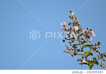 サルスベリ（百日紅）は暑さをものともせず咲き続ける 102805683