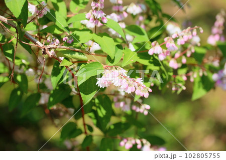 サラサウツギの花 102805755