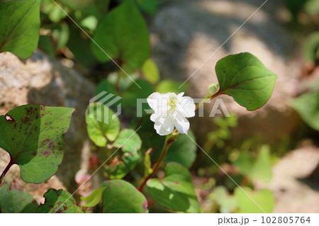 八重咲　ドクダミの花 102805764
