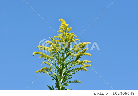 セイタカアワダチソウ 102806048