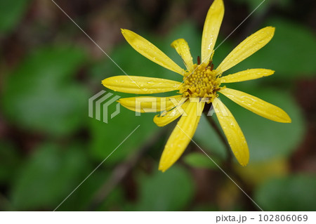 里山の植物　春の林床を黄色で彩るマルバタケブキ 102806069