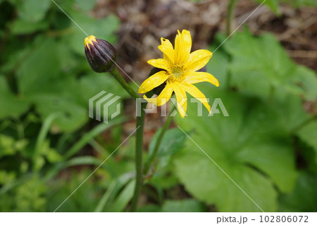 里山の植物　春の林床を黄色で彩るマルバタケブキ 102806072