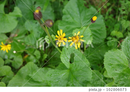 里山の植物　春の林床を黄色で彩るマルバタケブキ 102806073