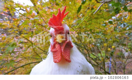 鶏さんと地元探索 102806163