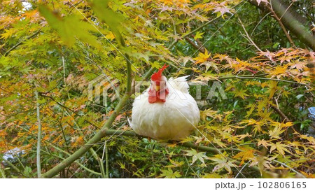 鶏さんと地元探索 102806165