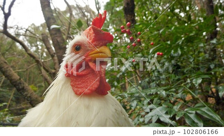 鶏さんと地元探索 鶏さんと地元探索 102806166