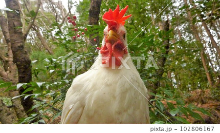 鶏さんと地元探索 102806167