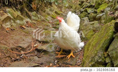 鶏さんと地元探索 102806168