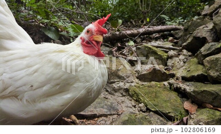 鶏さんと地元探索 102806169
