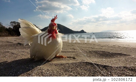 鶏さんと地元探索 102806172