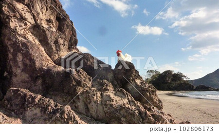 鶏さんと地元探索 102806173