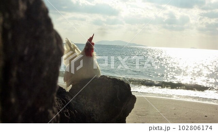 鶏さんと地元探索 102806174