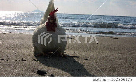 鶏さんと地元探索 鶏さんと地元探索 102806178