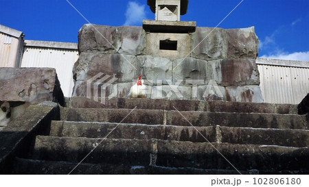 鶏さんと地元探索 102806180