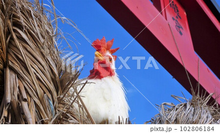 鶏さんと地元探索 鶏さんと地元探索 102806184