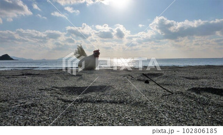 鶏さんと地元探索 102806185