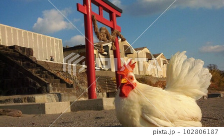 鶏さんと地元探索 102806187