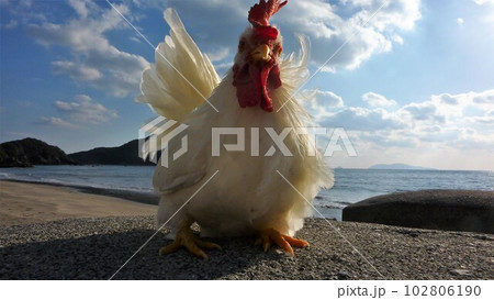 鶏さんと地元探索 鶏さんと地元探索 102806190