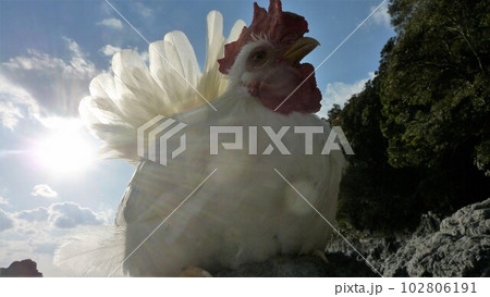 鶏さんと地元探索 102806191